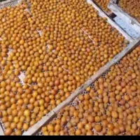 الو حاج حسنی و شوقانی به صورت هسه ای پوست میکنیم