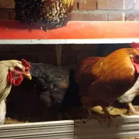 فروش مرغ و خروس|حیوانات مزرعه|ارومیه, |دیوار