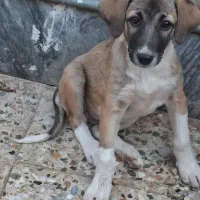 توله سگ دوماهه