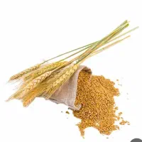 ،گندم دولتی پلمپ جو محلی وگندم بوجاری سیروان چمران