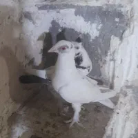 کفتر|پرنده|مشهد, کشاورز|دیوار