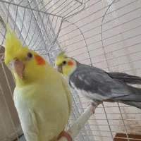 عروس هلندی جفت وسه جوجه ۲۰روزه