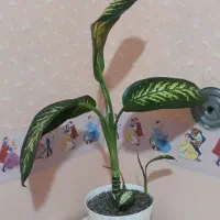 افوربیا دیفن زیپلین|حراج|تبریز, |دیوار