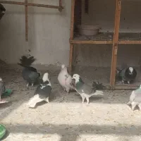 کبوتر|پرنده|فولادشهر, A1|دیوار