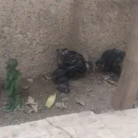 جوجه برهما