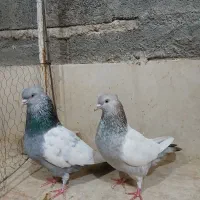 سینه سبز و سوسنی عطیقه