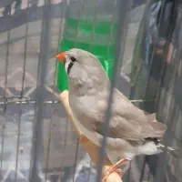 فنج کینگ.بنگالی