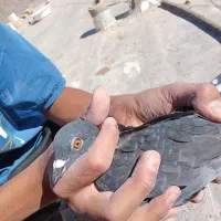 مینا سیاه|پرنده|زاهدان, |دیوار