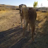 دو تا سگ عراقی|سگ|بستان آباد, |دیوار