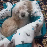 سگ شیتزو حرف گوش کن