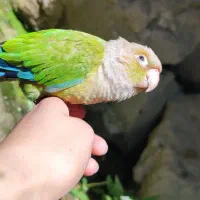 گیرینچیک گمشده