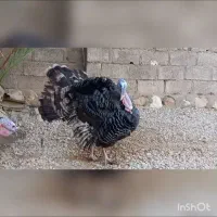 سه عدد بوقلمون نر