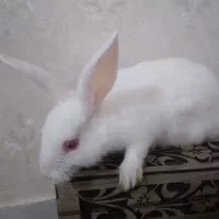 خرگوش