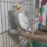 پرنده|پرنده|قم, وادی السلام|دیوار