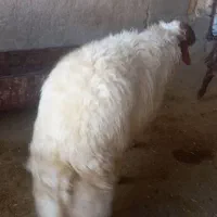 یه عدد شک ورن ۳شیره ویکعدد شک|حیوانات مزرعه|آبدانان, |دیوار