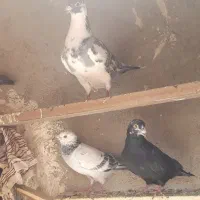 تعویض کبوتر باجوجه یامرغ