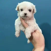 توله مالتیزکراس|سگ|شیراز, صنایع الکترونیک|دیوار