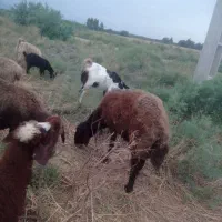 بره قوچ کردستانی قرمز