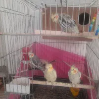 ۳عدد عروس هلندی شیطون