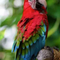 یک پرنده پیداشده