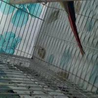 گرینچیک|پرنده|مشهد, اروند|دیوار