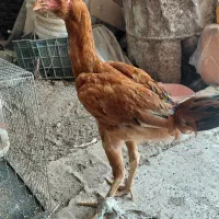 جوجهخروسلاریافغان