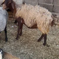 دوتا بره ماده ی میش