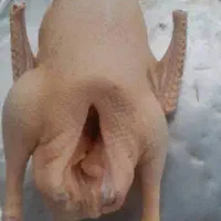 اردک .غاز .بوقلمون. مرغ و خروس .بلدرچین|حیوانات مزرعه|رشت, فلسطین|دیوار