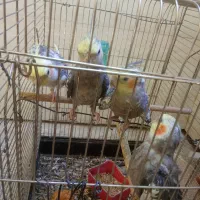 فروش ۲جفت عروس هلندی