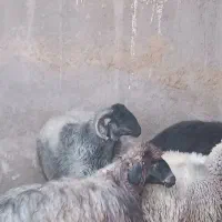 قوچ بذری و بز پاکستانی|حیوانات مزرعه|فسا, |دیوار