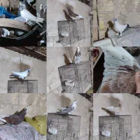 کفتر یا کبوتر شازده سرور کله دم سبز گرگی زرد