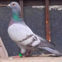 مجسمه تندیس ماکت کبوتر