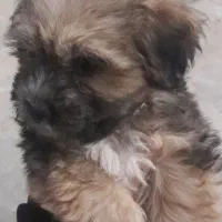 سگ شیتزو تریر