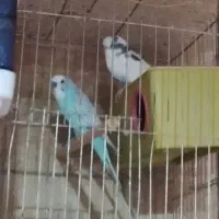 تعداد سه عدد مرغ عشق ماده هه رو تخم خوابیده