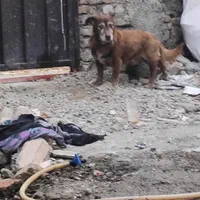 سگ نژاددار