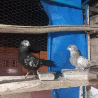 کفتر جون|پرنده|یزد, |دیوار