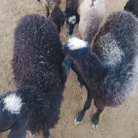 میش وبره ،نرو ماده.تقلی