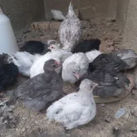 جوجه نیمچه آیسبار|حیوانات مزرعه|آبیک, |دیوار