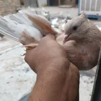 کفتر زردی کاکلی پرشی|پرنده|کهریزک, |دیوار