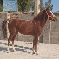 اسب فروشی .بم .نرماشیر