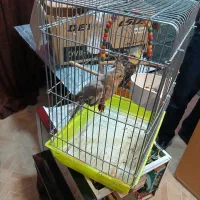 پرنده عروس هلندی|پرنده|شاهین‌شهر, نبوت|دیوار