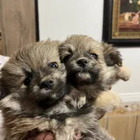 توله میکس پامر و اشپیتز|سگ|شهرکرد, |دیوار