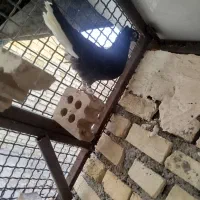 جوجه اشعل|پرنده|اهواز, کمپلو شمالی|دیوار
