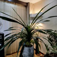 گل گیاه پاندانوس سالم و سرحال