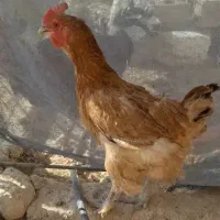 فروش مرغ و خروس دیلگونی، بوقلمون