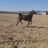 مادیون کرد با کره