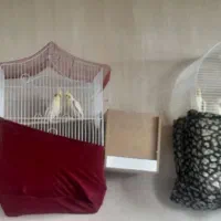 عروس هلندی