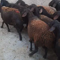 میش های قره قزل وقزل افشار