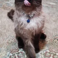 گربه هیمالین نر