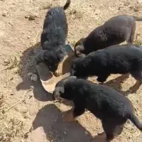 توله جرمن|سگ|شیراز, قدوسی غربی|دیوار